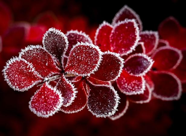 Nahaufnahme von roten Blättern, die mit Frost bedeckt sind.