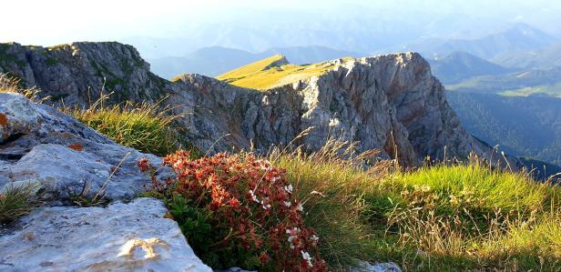 Blick über blühende Bergwiesen auf die Gipfel einer bewaldeten Bergkette.