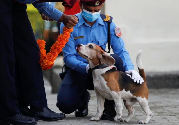 Blumenschmuck und Farbe: Nepalesen ehren Hunde und Krähen