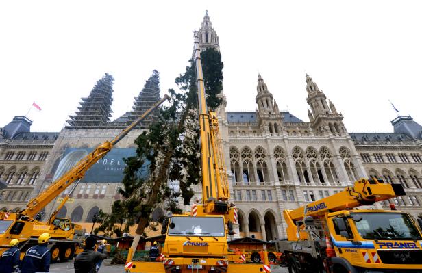 Weihnachtsbaum am Wiener Rathausplatz eingetroffen