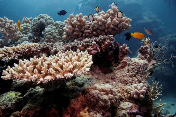 Wissenschaftler frieren erstmals Korallen des Great Barrier Reefs ein
