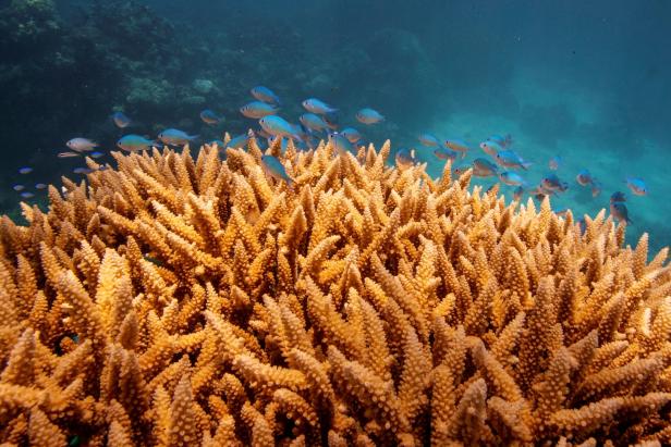Studie: Korallenbleichen in 98 Prozent des Great Barrier Reefs