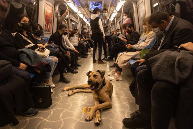 Wie Pendler "Boji" vom Straßenhund zum Internetstar wurde