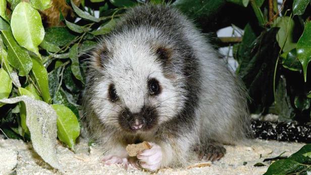 Wiener Zoo: Mexikohaus wird Rattenparadies