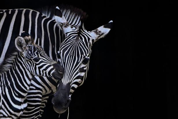 Ein Zebrafohlen schmiegt sich an seine Mutter vor einem schwarzen Hintergrund.