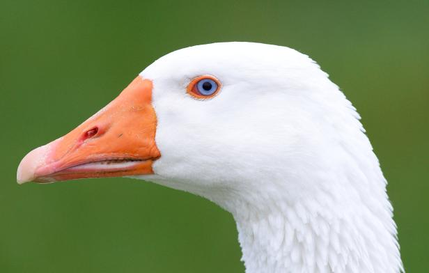 Nahaufnahme vom Kopf einer weißen Gans mit blauem Auge und orangefarbenem Schnabel vor grünem Hintergrund.