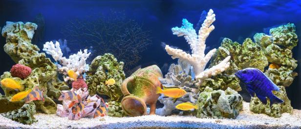 Ein Aquarium mit bunten Fischen, Korallen und einer Amphore als Dekoration.