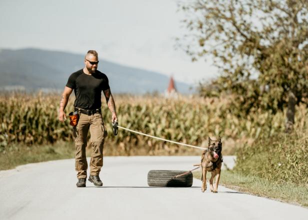 Hundeflüsterer macht die Tiere fit für den Alltag