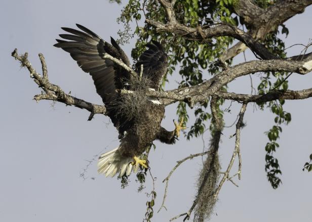 Ein Adler breitet seine Flügel auf einem Baum aus.