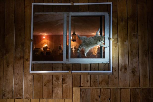 Ein Waschbär klettert an einem Fenster eines Holzhauses hoch.