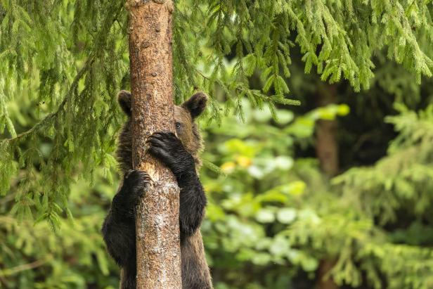 Ein junger Bär klettert an einem Baumstamm hoch.