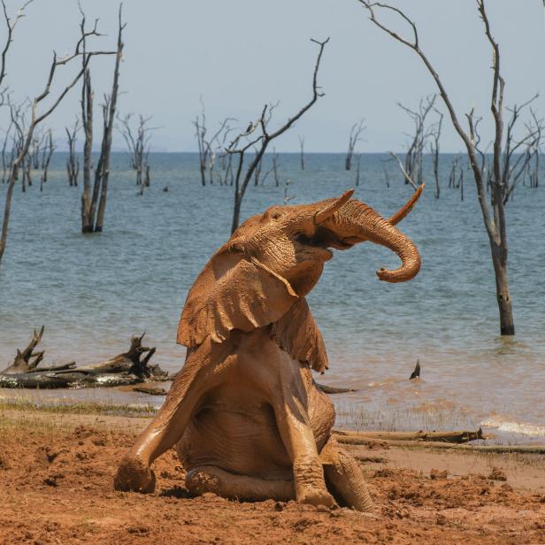 Ein Elefant sitzt schlammbedeckt am Ufer eines Sees mit abgestorbenen Bäumen.