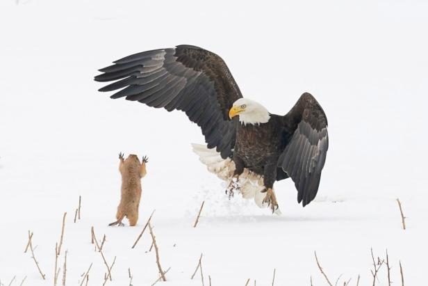 Ein Weißkopfseeadler greift einen Präriehund in einer verschneiten Landschaft an.