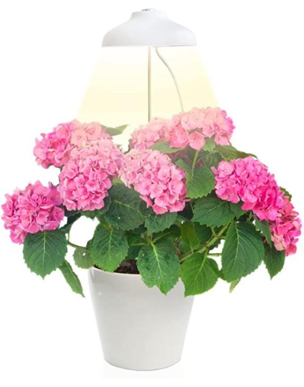 Eine rosa Hortensie in einem weißen Topf unter einer Pflanzenlampe.