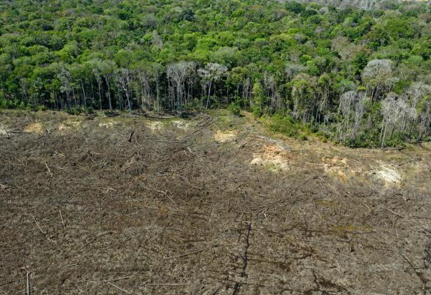 Regenwald: Die Abholzung ist auf einen neuen Rekordwert gestiegen