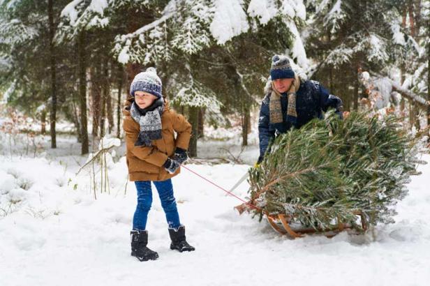 Baum selbst schlagen