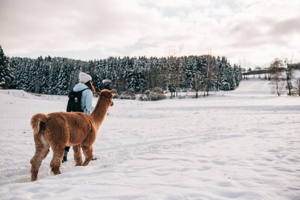 Eine Frau und ein Alpaka stehen in einer verschneiten Landschaft.