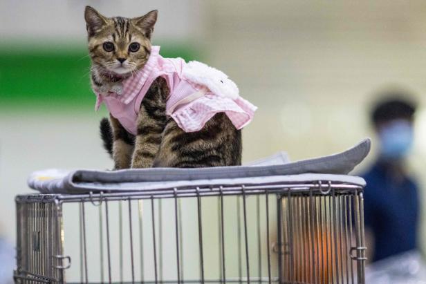 Eine getigerte Katze trägt ein rosa Kleid mit Rüschen und sitzt auf einem Käfig.