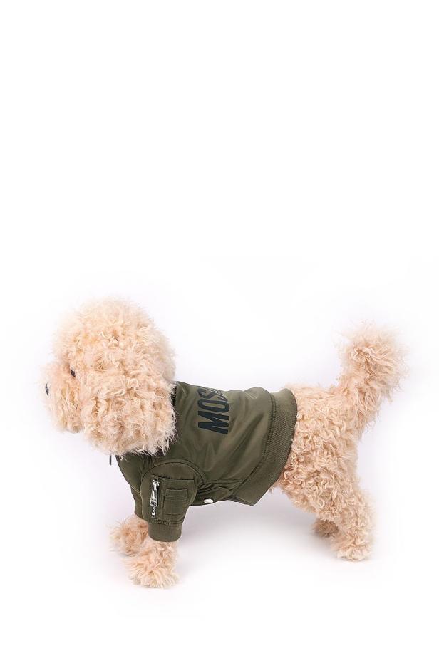 Ein Pudel trägt eine grüne Jacke mit dem Aufdruck „Moschino“.