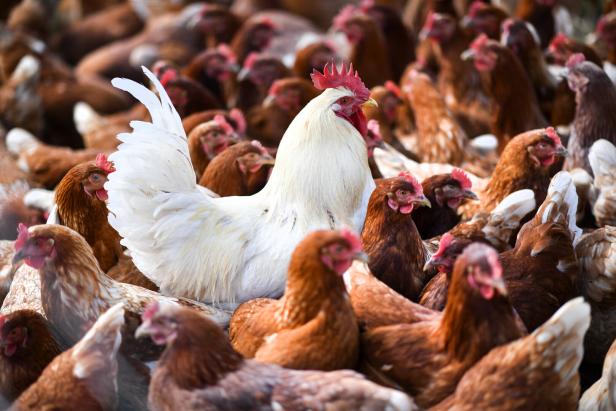 Regierung ringt noch um Tierhaltungs- und Lebensmittel-Kennzeichnung