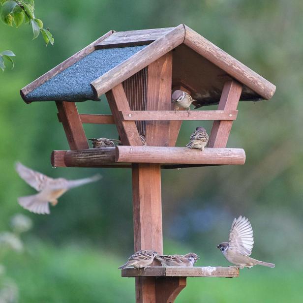 Spatzen am Vogelhäuschen