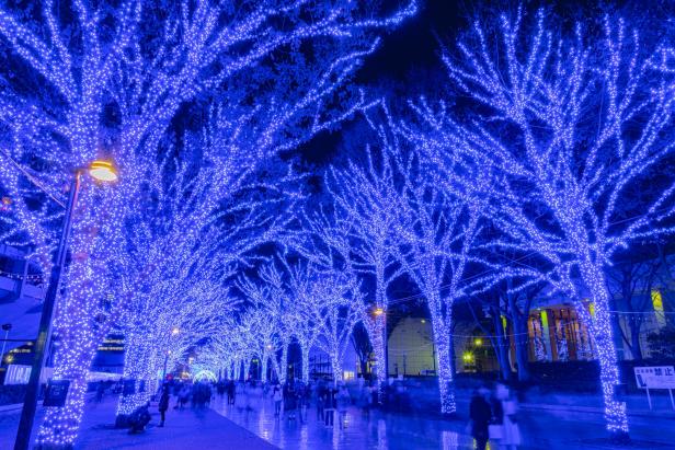Eine Allee von Bäumen, die mit blauen Lichtern geschmückt sind, erhellt eine dunkle Nacht.