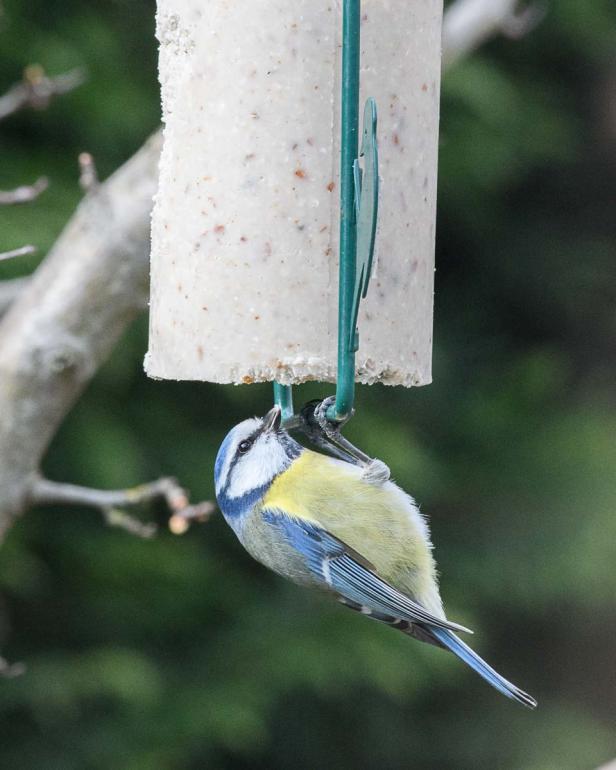 Wer kommt da zu meinem Vogelhaus und was will er fressen?