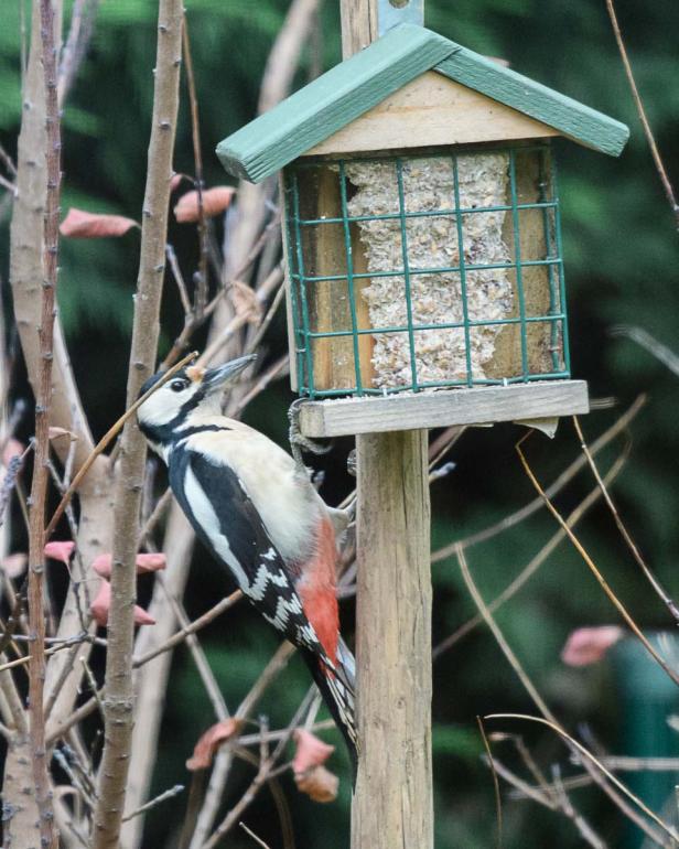 Wer kommt da zu meinem Vogelhaus und was will er fressen?