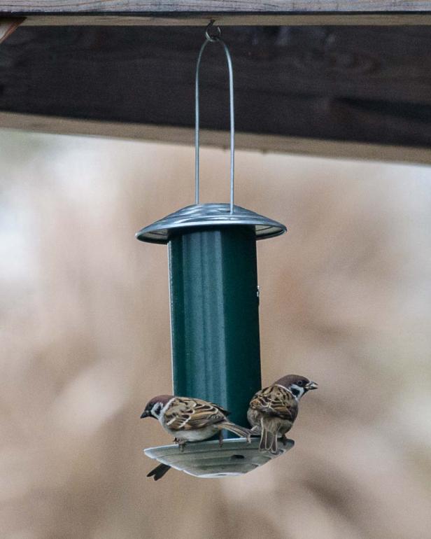 Wer kommt da zu meinem Vogelhaus und was will er fressen?