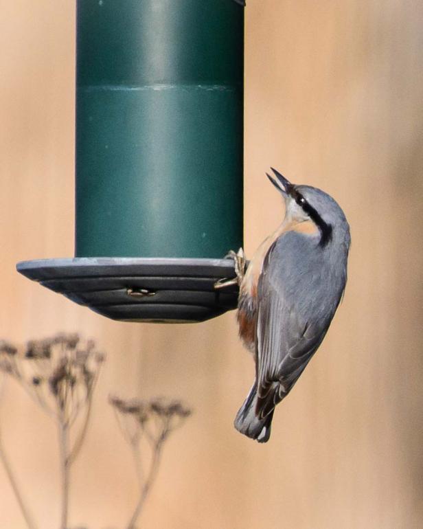 Wer kommt da zu meinem Vogelhaus und was will er fressen?