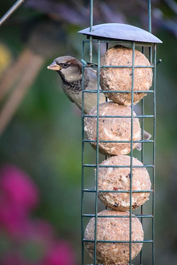 Wer kommt da zu meinem Vogelhaus und was will er fressen?