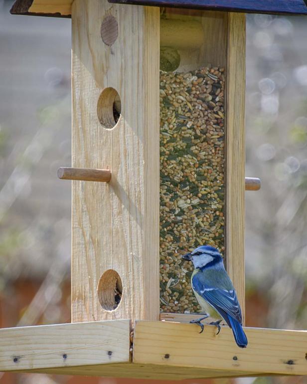 Wer kommt da zu meinem Vogelhaus und was will er fressen?