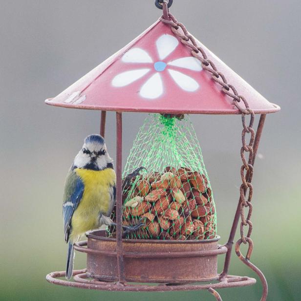 Blaumeise an der Futterstelle