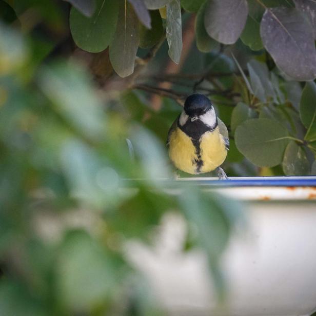 Wasserstelle für Vögel