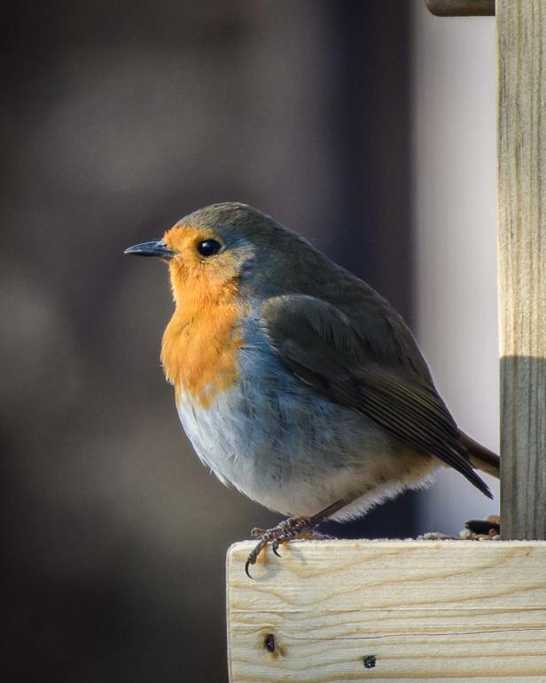 Wer kommt da zu meinem Vogelhaus und was will er fressen?