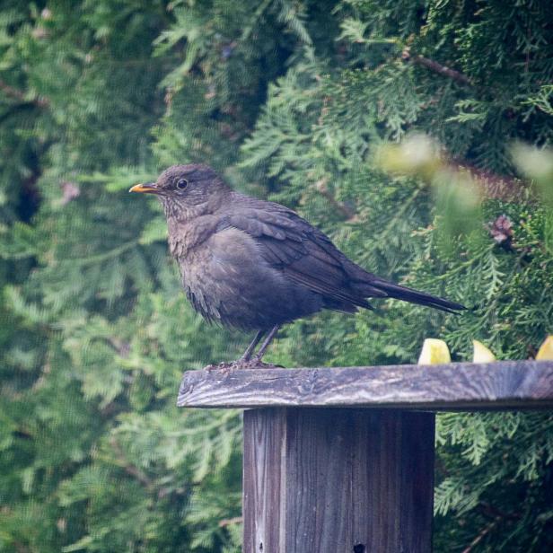 Wer kommt da zu meinem Vogelhaus und was will er fressen?