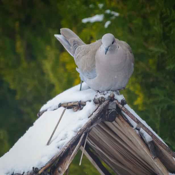 Wer kommt da zu meinem Vogelhaus und was will er fressen?