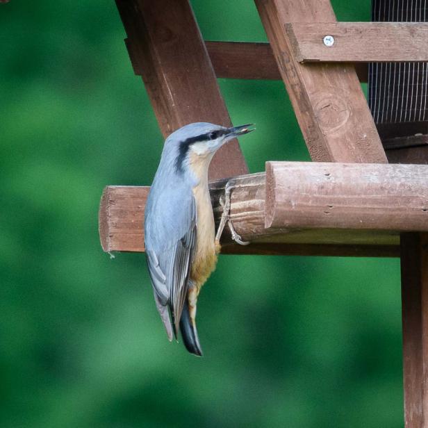 Wer kommt da zu meinem Vogelhaus und was will er fressen?