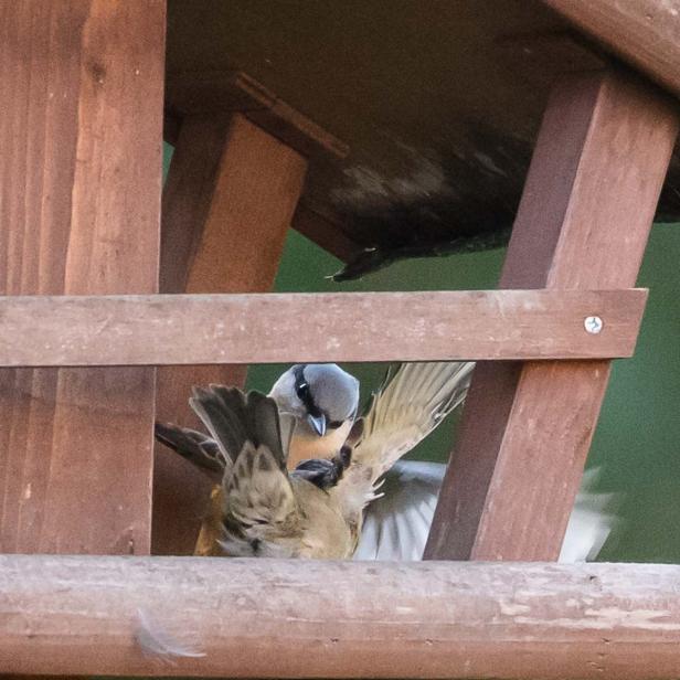 Wer kommt da zu meinem Vogelhaus und was will er fressen?