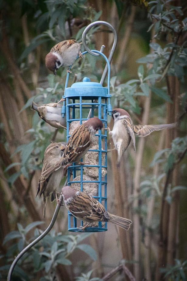 Wer kommt da zu meinem Vogelhaus und was will er fressen?