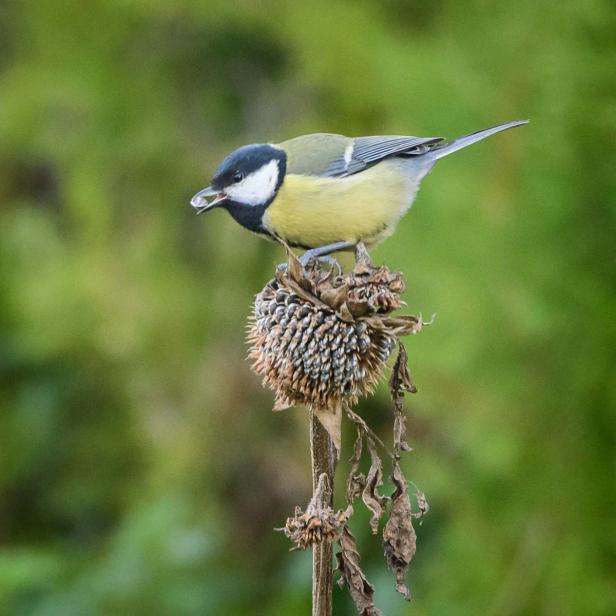 Wer kommt da zu meinem Vogelhaus und was will er fressen?