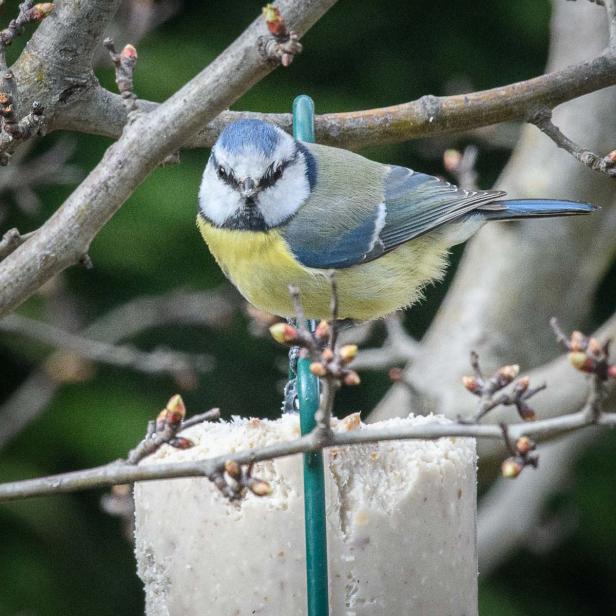 Wer kommt da zu meinem Vogelhaus und was will er fressen?