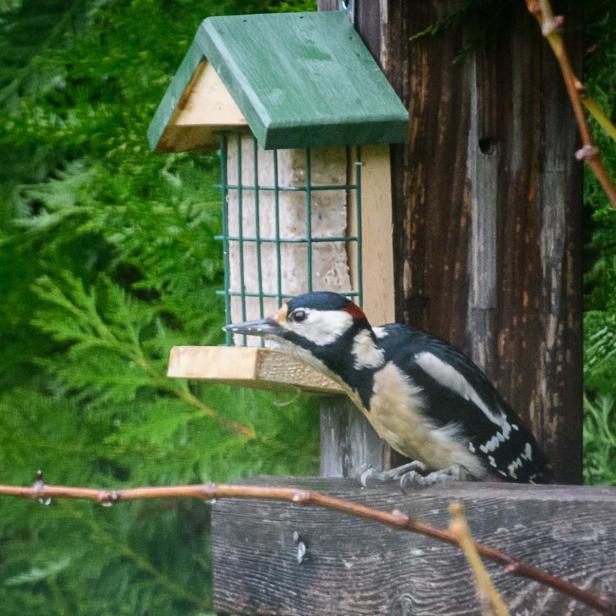 Wer kommt da zu meinem Vogelhaus und was will er fressen?