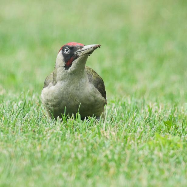 Wer kommt da zu meinem Vogelhaus und was will er fressen?