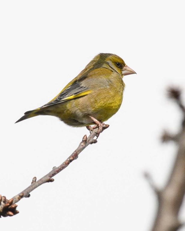 Wer kommt da zu meinem Vogelhaus und was will er fressen?