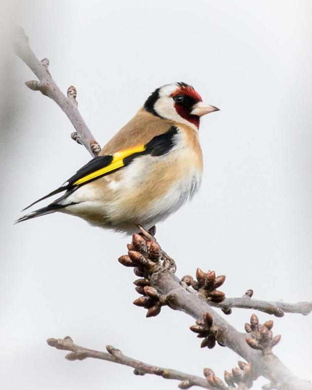 Wer kommt da zu meinem Vogelhaus und was will er fressen?