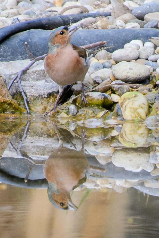 Wer kommt da zu meinem Vogelhaus und was will er fressen?