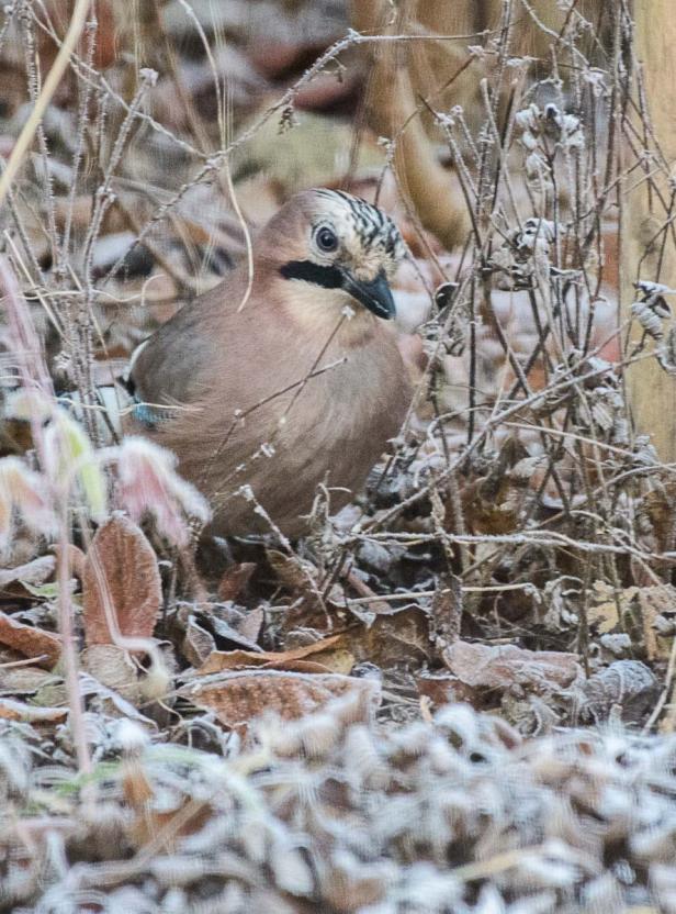 Wer kommt da zu meinem Vogelhaus und was will er fressen?