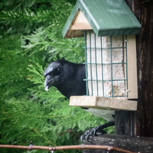 Wer kommt da zu meinem Vogelhaus und was will er fressen?