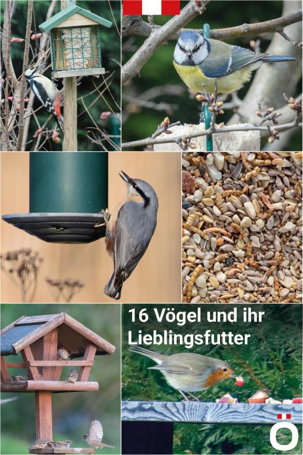 Wer kommt da zu meinem Vogelhaus und was will er fressen?